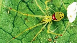 Theridion Grallator_ la araña con una carita feliz para este lunes